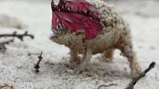 jurard the desert rain frog [upl. by Enilraep785]