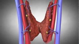 Parathyroid Glands and Hyperparathyroidism Amazing Animation [upl. by Irehc]