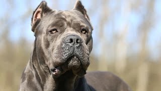 Cane Corso [upl. by Atwater]