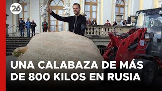 Cultivan una calabaza de más de 800 kilos en Rusia [upl. by Amehsat409]