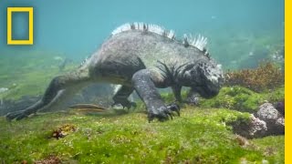 Swim Alongside a Galápagos Marine Iguana  National Geographic [upl. by Jolynn965]