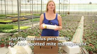 Using beneficial mites to manage pests in greenhouses [upl. by Agee920]