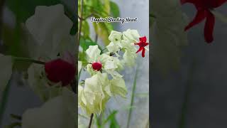 Bleeding heart vine  Clerodendrum Thomsoniae  Glory Tree 🪴 gardening shorts youtubeshorts [upl. by Ahsinert105]