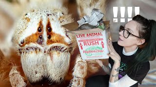 UNBOXING LOOK AT THAT FACE BIG Cute African Velvet Spiders amp NEW Jumpers Stegodyphus Phiddipus [upl. by Ennoid]