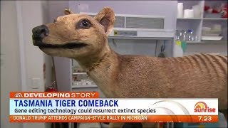 Tasmanian tiger cloning  News report [upl. by Nnewg72]