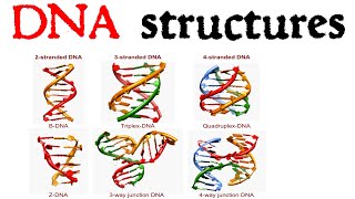 DNA structure  cruciform DNA quadruplex DNA triple stranded DNA [upl. by Ellette]