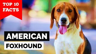 American Foxhound  Top 10 Facts [upl. by Einwahr]