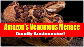 Deadly Encounter Bushmaster Snakes of the Amazon Rainforest [upl. by Barnabas654]