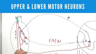 Upper and Lower Motor Neuron Lesions [upl. by Eleinad925]