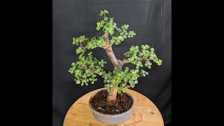 Learn Bonsai in simple steps Basic Bonsai making [upl. by Mayberry]