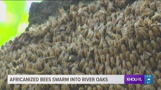 Africanized bees swarm into River Oaks [upl. by Engel]