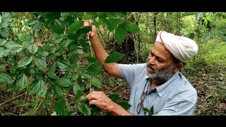 Plant 161  ಕಾಸರ್ಕನ ಮರ  kasarka Tree  Strychnos nuxvomica  Herbal amp The plant [upl. by Messab]