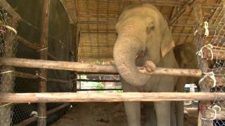 Gentle Giants Trailer  The lives of captive elephants in Thailand [upl. by Range]