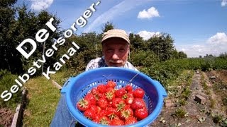 Gesunde Erdbeeren aus dem eigenen Garten ernten [upl. by Paresh737]