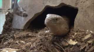 European Legless Lizard Eating Roach [upl. by Leonhard]