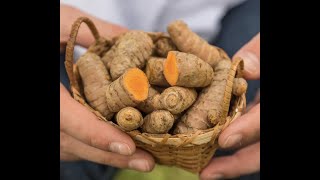 How To Clean Your Turmeric Roots Curcuma Longa To Prepare For Storage [upl. by Sivram]