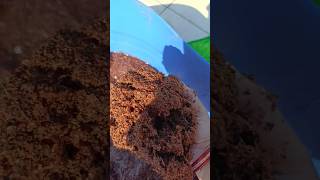 How to use cocopeat garden cocopeat farming youtubeshorts shortvideo yt [upl. by Hcone354]