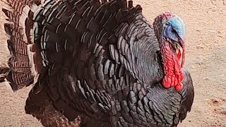 Tarki murgi 🦃🦃youtubeshorts shortvideos trinding virlvideomurgi tarki [upl. by Tiffi]