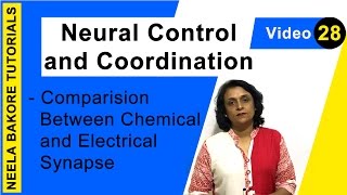 Neural Control and Coordination  NEET  Comparison Between Chemical and Electrical Synapse [upl. by Niltac]