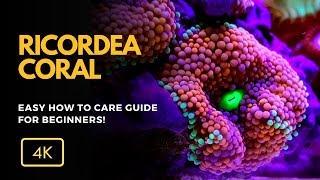 All About Ricordea Coral Ricordea spp Care Growth and Tips for Your Reef Aquarium [upl. by Ahsieni]