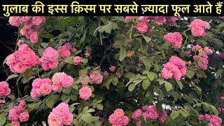 हज़ारों गुलाब एक साथ चाहिए तो  यह पोधा लगाना🌹 ROSE VINE  गुलाब की बेल  How To Grow amp Care [upl. by Jacinta]