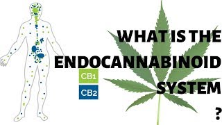 THE ENDOCANNABINOID SYSTEM EXPLAINED IN DETAIL [upl. by Eberta494]