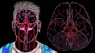 Khan Academy  Cerebral Blood Supply Part 1 [upl. by Okihcim286]