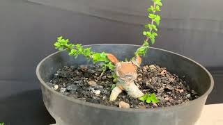 Premna Microphylla Small Bonsai [upl. by Gerhan]