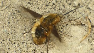 Dlouhososka velká  The large beefly Bombylius major [upl. by Harmonie]