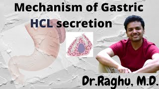 Mechanism of Gastric Acid HCL secretion  Post Prandial Alkaline tide [upl. by Adranoel]