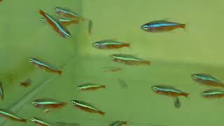 Cardinal Tetra Paracheirodon axelrodi with ICH or White Spot infection Ichthyophthirius [upl. by Frentz]