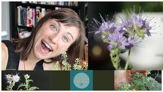 Phacelia Tanacetifolia growingseedingplantingcover crop sequence blooming [upl. by Leilamag120]