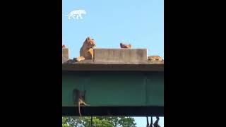 babuinos se aferran al puente para evitar a los leones [upl. by Frankel387]