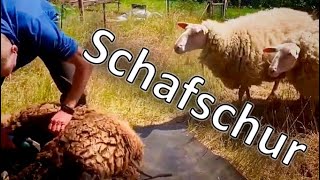 Wie schere ich meine Schafe 🐑 Schafschur 🐏 Schafhaltung [upl. by Gisser]