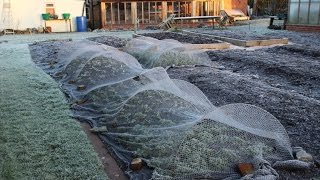 Growing and harvesting vegetables outdoors in winter zone 89 51N [upl. by Aicul]