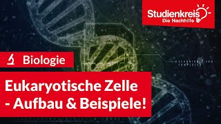 Eukaryotische Zelle  Aufbau amp Beispiele  Biologie verstehen mit dem Studienkreis [upl. by Sulakcin335]