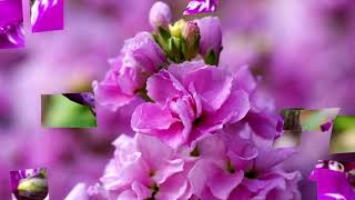 Matthiola flowers HD1080p [upl. by Acisseg271]