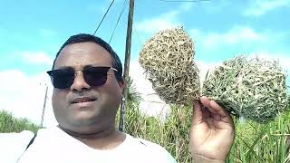 village life vlog in Mauritius island [upl. by Derraj]