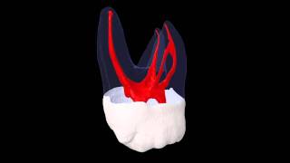 Maxillary Second Molar  Prof Marco Versiani [upl. by Cristal]