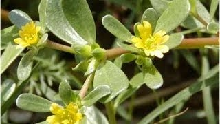 Purslane One Of The Best Weeds You Will Eat [upl. by Retse]