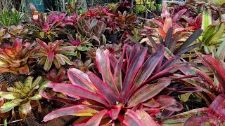 Magical Tropical Bromeliad Garden ✨️ [upl. by Skinner]