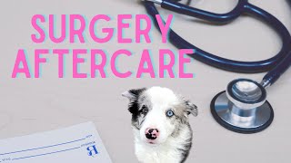 How To Care For Your Dog After NEUTERINGSPAYING [upl. by Peyton777]