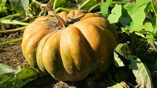 PLANTER LES COURGES [upl. by Eivlys154]