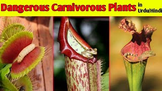 Plants That eat Animals  Carnivorous Plants in UrduHindi [upl. by Siladnerb]