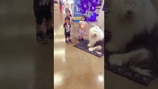 meeting the beautiful dulux dog [upl. by Lynnworth431]