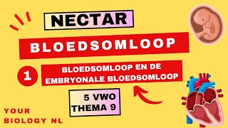 5 vwo  Bloedsomloop  1  Bloedsomloop en de embryonale bloedsomloop [upl. by Eteragram]