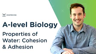 Properties of Water Cohesion and Adhesion  Alevel Biology  OCR AQA Edexcel [upl. by Blaseio]