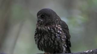 NZ Morepork Ruru [upl. by Vinnie165]