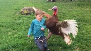 Funny Videos Animals Funniest Turkey Compilation Best Thanksgiving [upl. by Jammal186]