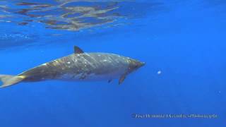 Blainvilles Beaked Whales Jan 26 2015Short Version [upl. by Inus]